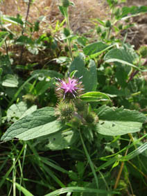 Arctium minus